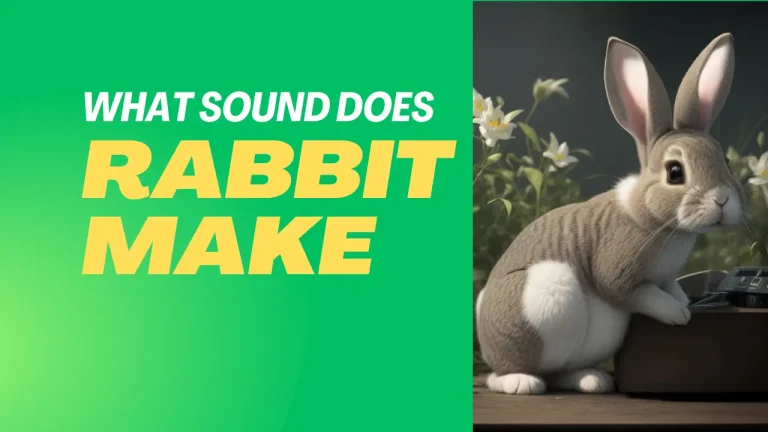 What Sound Does a Rabbit Make? 10 Different Types of Sounds